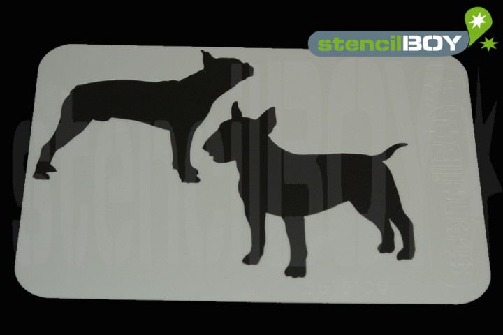 Bull Terrier und Boston Terrier