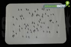 Vogelschwarm 2 - Schablone
